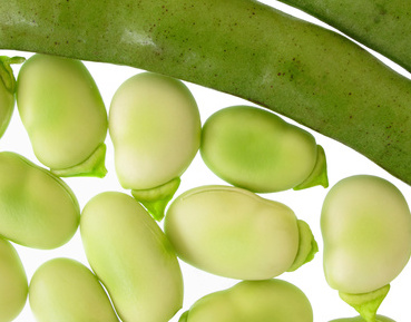 Lima Beans